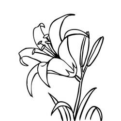着色页: 百合 (自然与季节) #182392 - 免费可打印着色页
