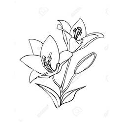 着色页: 百合 (自然与季节) #182402 - 免费可打印着色页