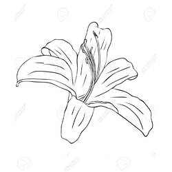 着色页: 百合 (自然与季节) #182404 - 免费可打印着色页