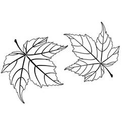 着色页: 枫叶 (自然与季节) #190229 - 免费可打印着色页