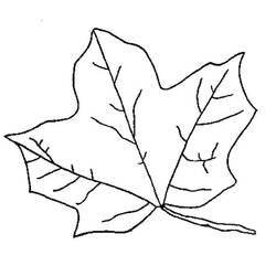 着色页: 枫叶 (自然与季节) #190233 - 免费可打印着色页