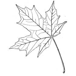 着色页: 枫叶 (自然与季节) #190245 - 免费可打印着色页