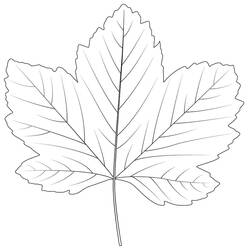 着色页: 枫叶 (自然与季节) #190246 - 免费可打印着色页
