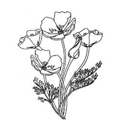 着色页: 罂粟花 (自然与季节) #162433 - 免费可打印着色页