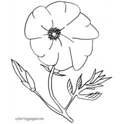 着色页: 罂粟花 (自然与季节) #162436 - 免费可打印着色页