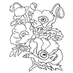 着色页: 罂粟花 (自然与季节) #162457 - 免费可打印着色页