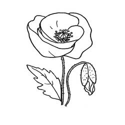 着色页: 罂粟花 - 免费可打印着色页