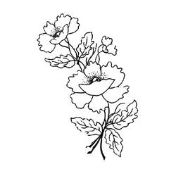 着色页: 罂粟花 (自然与季节) #162481 - 免费可打印着色页