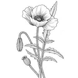 着色页: 罂粟花 (自然与季节) #162483 - 免费可打印着色页