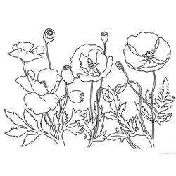 着色页: 罂粟花 (自然与季节) #162513 - 免费可打印着色页