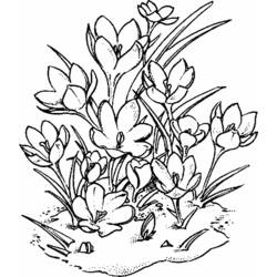 着色页: 罂粟花 (自然与季节) #162518 - 免费可打印着色页