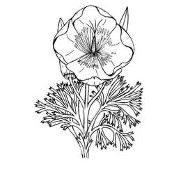 着色页: 罂粟花 (自然与季节) #162528 - 免费可打印着色页