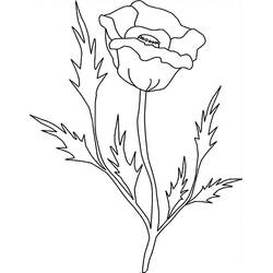 着色页: 罂粟花 (自然与季节) #162529 - 免费可打印着色页
