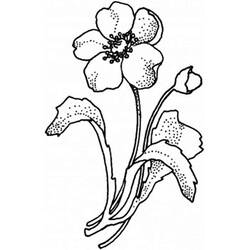 着色页: 罂粟花 (自然与季节) #162533 - 免费可打印着色页