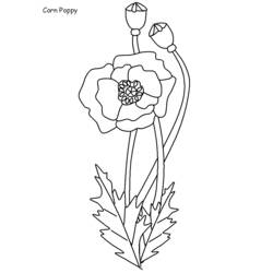 着色页: 罂粟花 (自然与季节) #162548 - 免费可打印着色页