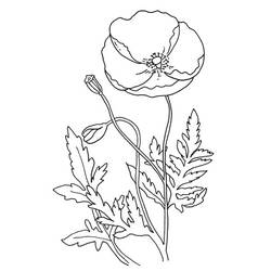 着色页: 罂粟花 (自然与季节) #162573 - 免费可打印着色页