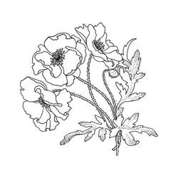 着色页: 罂粟花 (自然与季节) #182350 - 免费可打印着色页