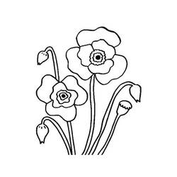 着色页: 罂粟花 (自然与季节) #182351 - 免费可打印着色页