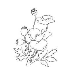着色页: 罂粟花 (自然与季节) #182355 - 免费可打印着色页