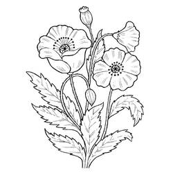 着色页: 罂粟花 (自然与季节) #182356 - 免费可打印着色页