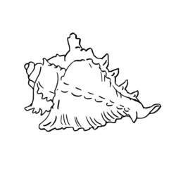 着色页: 贝壳 (自然与季节) #163167 - 免费可打印着色页