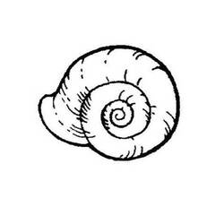 着色页: 贝壳 (自然与季节) #163234 - 免费可打印着色页