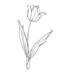 着色页: 郁金香 (自然与季节) #161787 - 免费可打印着色页