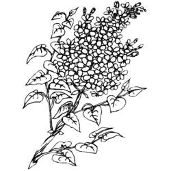 着色页: 一束鲜花 (自然) #160995 - 免费可打印着色页