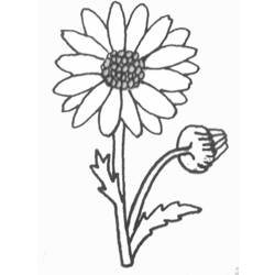 着色页: 雏菊 (自然) #161363 - 免费可打印着色页