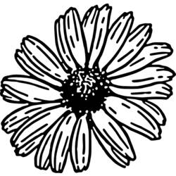 着色页: 雏菊 (自然) #161507 - 免费可打印着色页
