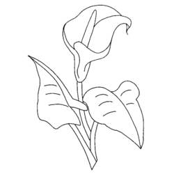 着色页: 花卉 (自然) #154989 - 免费可打印着色页