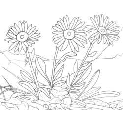 着色页: 花卉 (自然) #155116 - 免费可打印着色页