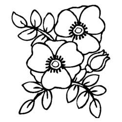 着色页: 罂粟 (自然) #162451 - 免费可打印着色页