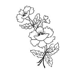 着色页: 罂粟 (自然) #162481 - 免费可打印着色页