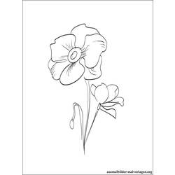 着色页: 罂粟 (自然) #162487 - 免费可打印着色页
