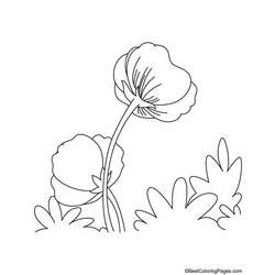 着色页: 罂粟 (自然) #162490 - 免费可打印着色页
