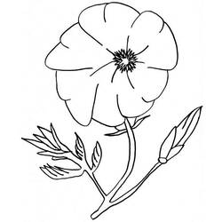 着色页: 罂粟 (自然) #162494 - 免费可打印着色页