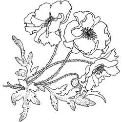 着色页: 罂粟 (自然) #162519 - 免费可打印着色页