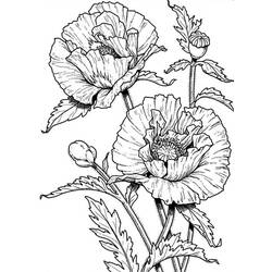 着色页: 罂粟 (自然) #162535 - 免费可打印着色页