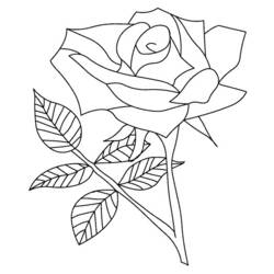 着色页: 玫瑰 (自然) #161894 - 免费可打印着色页