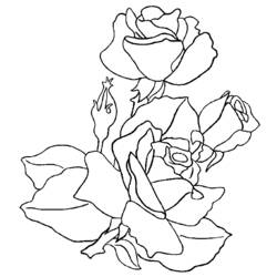着色页: 玫瑰 (自然) #161908 - 免费可打印着色页