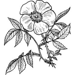 着色页: 玫瑰 (自然) #161921 - 免费可打印着色页