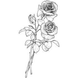 着色页: 玫瑰 (自然) #161948 - 免费可打印着色页