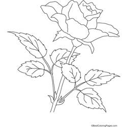 着色页: 玫瑰 (自然) #161964 - 免费可打印着色页