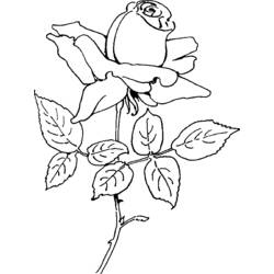 着色页: 玫瑰 (自然) #161981 - 免费可打印着色页