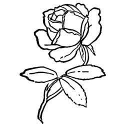 着色页: 玫瑰 (自然) #161989 - 免费可打印着色页
