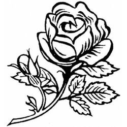 着色页: 玫瑰 (自然) #162020 - 免费可打印着色页