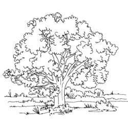 着色页: 树 (自然) #154668 - 免费可打印着色页