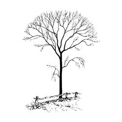 着色页: 树 (自然) #154769 - 免费可打印着色页